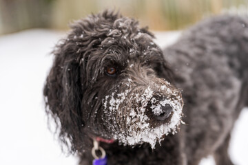 Black female labradoodle with his snout full of snow
