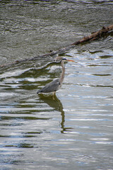 Tricolored heron relaxing on the guadalquivir river in Cordoba, Andalusia, Spain