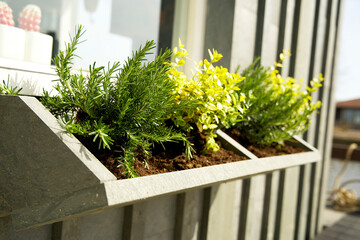 Hanging design flower box under window with green plants. 