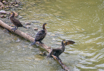 Cormorants relaxing on the Guadalquivir river in Cordoba, Andalusia, Spain