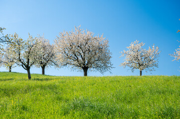 cherry trees during cherry blossom in Baselland in spring