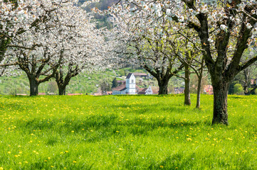 orchard in Oltingen during cherry blossom with church in the background