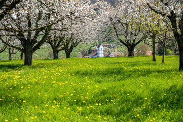 orchard in Oltingen during cherry blossom with church in the background