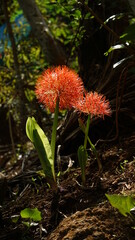 Red lowers of Scadoxus multiflorus