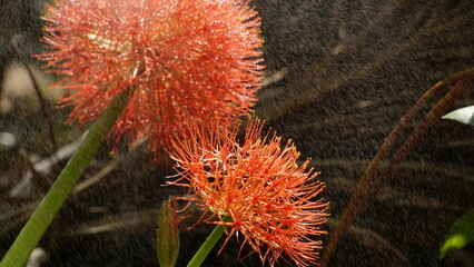Red lowers of Scadoxus multiflorus