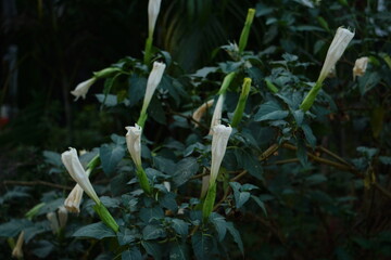 Datura alba is a plant used in ayurveda having white flowers and green leaves