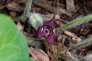 Wild ginger flower. It grows in the eastern USA, southeastern Canada, and parts of Asia. It is not related to culinary ginger, but the root is used to make a sweet syrup and poultices to treat wounds.