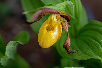 Yellow lady's slipper or moccasin flower blooming in springtime. It is a lady's slipper orchid...