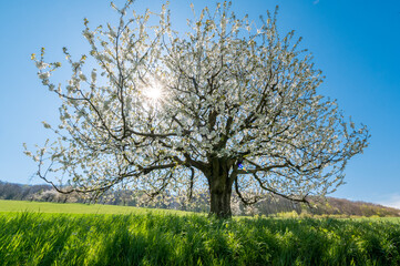 wonderful cherry tree in bloom in Baselland in spring