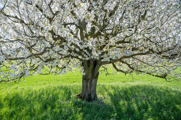 cherry tree in bloom in Baselland in spring