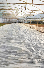 Greenhouse organic vegetable plantation covered with agrotextile.