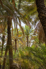 Palm trees at the Al Ain Oasis in Abu Dhabi, UAE