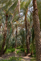 Palm trees at the Al Ain Oasis in Abu Dhabi, UAE