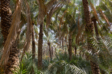 Fototapeta na wymiar Palm trees at the Al Ain Oasis in Abu Dhabi, UAE