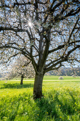 Naklejka premium sun shining into cherry orchard in Baselland in spring