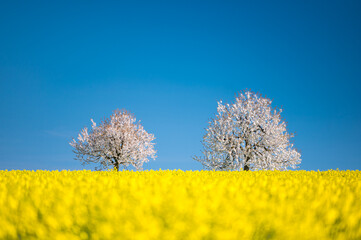 blooming cherry trees behind a rape field in Baselland in spring