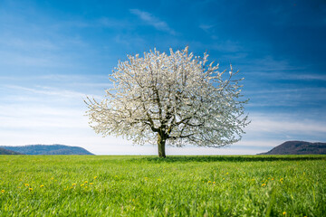 Fototapeta na wymiar the perfect spring picture of a bloom cherry tree