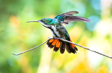 Fototapeta na wymiar Pretty and colorful Black-throated Mango hummingbird, stretching in a garden in Trinidad and Tobago.