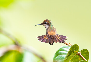 Cute, young Ruby Topaz hummingbird, Chrysolampis mosquitus, resting and preening in a garden with his orange tail flared and back to the camera.
