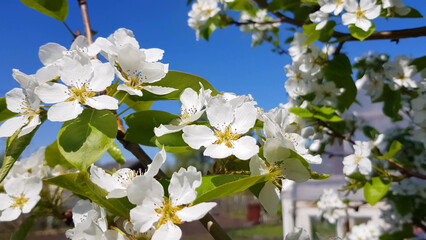 A blooming Apple or pear tree against a clear blue sky. A tree branch with white delicate flowers. The concept of a spring bloom