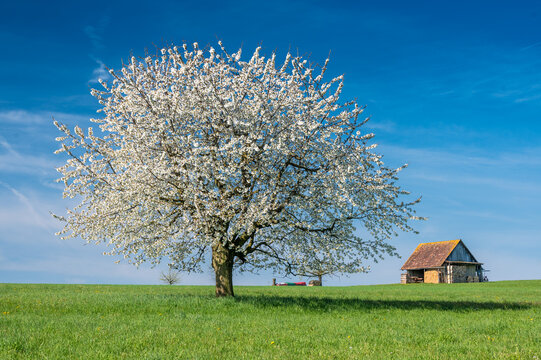perfect blooming cherry tree on a green field in Baselland