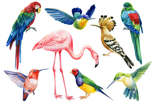 Watercolor set with tropical birds flamingo, parrots, hummingbirds and hoopoes. Hand-drawn illustration 