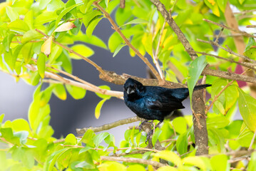 Small, Blue-black Grassquit, Volatinia jacarina, perched in a tree with leaves. Bird in wild