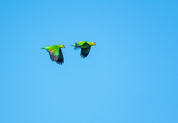Pair of Orange-winged Amazon parrots, Amazona amazonica, flying in the clear blue sky, bright...