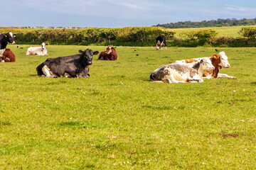 Cows resting in a pasture near Old Harry Rocks in Dorset