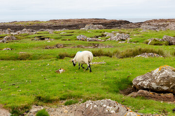 Fototapeta premium Scottish Blackface Free Range British sheep on the Isle of Skye