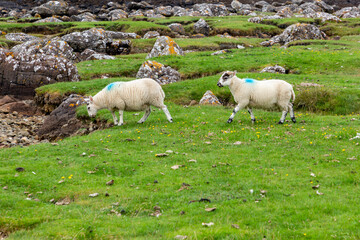 Obraz premium Scottish Blackface Free Range British lambs on the Isle of Skye