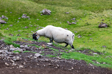 Naklejka premium Scottish Blackface Free Range British sheep in a pasture near The Old Man of Storr