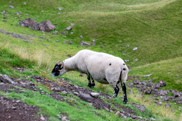 Obraz premium Scottish Blackface Free Range British sheep in a pasture near The Old Man of Storr
