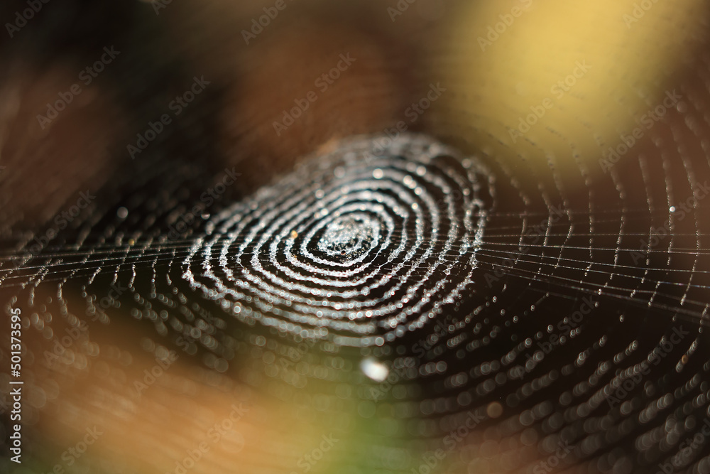 Wall mural spider web with dew drop