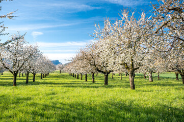 orchard during cherry blossom in Baselland in spring
