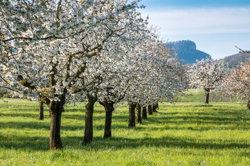 orchard during cherry blossom in Baselland in spring