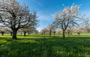 sun shining into cherry orchard in Baselland in spring