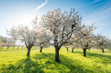 Fototapeta na wymiar sun shining into cherry orchard in Baselland in spring