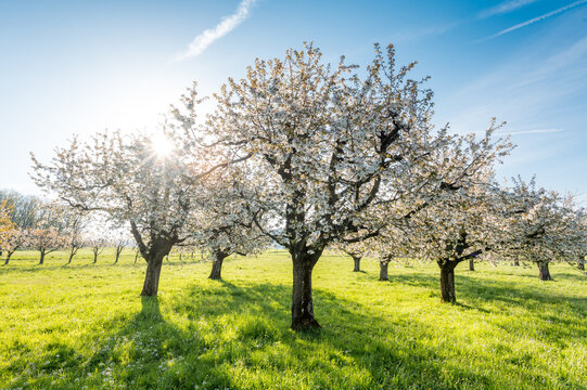 sun shining into cherry orchard in Baselland in spring