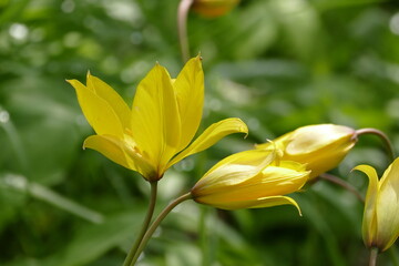 Fototapeta na wymiar Eine geöffnete und geschlossene Blüte der Weinbergstulpe (tulipa sylvestris) von der Seite fotografiert.