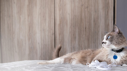 Cat laying on bed