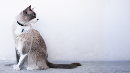 Beautiful cat portrait background