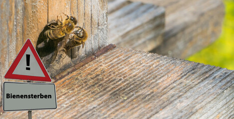 Bienensterben