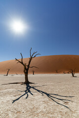 Dead Camelthorn Trees with red dunes, sun and blue sky in Deadvlei, Sossusvlei, Namib-Naukluft National Park, Namibia, Africa