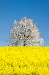 Foto op Canvas a cherry tree behind a rape field in Baselland in spring © schame87