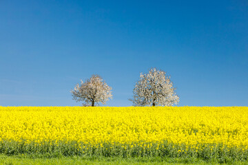 blooming cherry trees behind a rape field in Baselland in spring