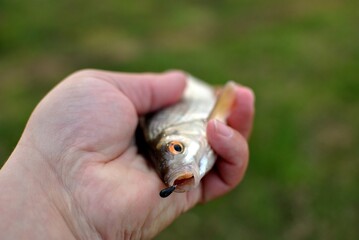 Obraz premium Spring fishing on the river, catch.