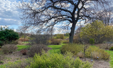Fototapeta na wymiar Spring Walk in the Arboretum