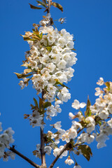 branch during cherry blossom