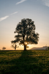 Obraz premium wonderful spring sunrise with a giant pear tree in Baselland